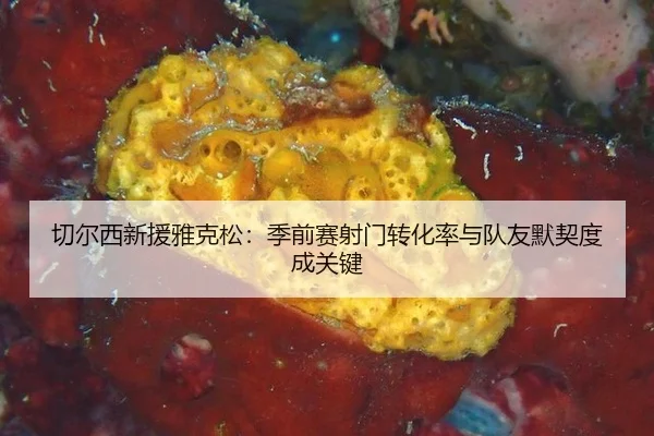切尔西新援雅克松：季前赛射门转化率与队友默契度成关键