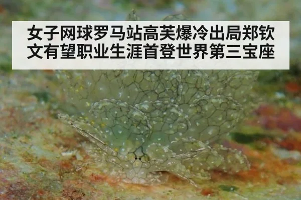 女子网球罗马站高芙爆冷出局郑钦文有望职业生涯首登世界第三宝座